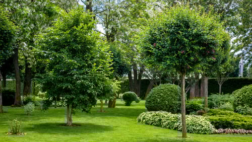 Home with residential landscaping trees.